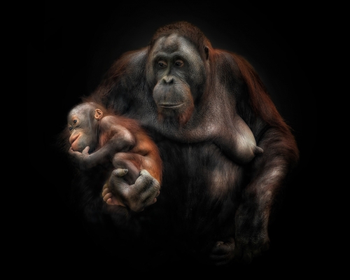 Baby orangutan with mother on black background studio photo