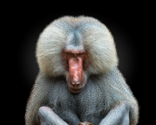 Hamadryas baboon (Papio hamadryas) on black background studio photo