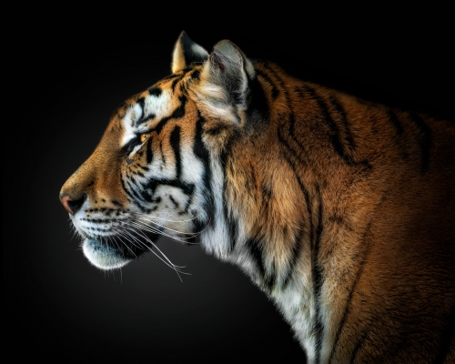 Bengal tiger on black background studio photo