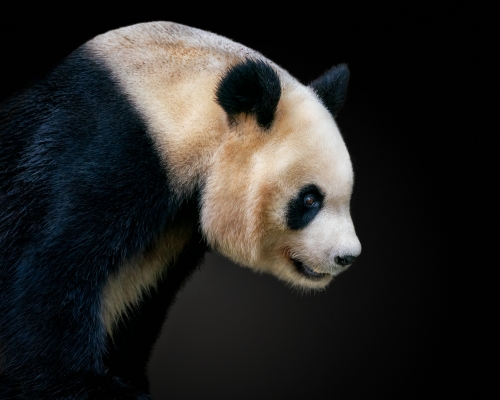 Panda bear on black background studio photo
