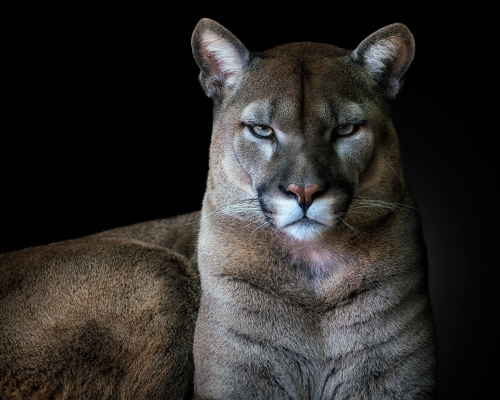 Mountain lion (Puma concolor) on black background studio photo