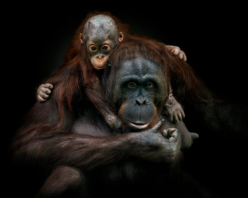 Baby borneo orangutan with mother on black background studio photo on black background studio photo