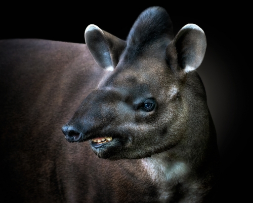 Amazonian Tapir on black background studio photo