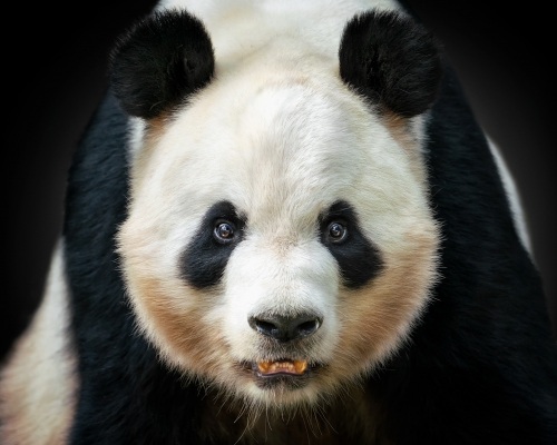 Panda bear on black background studio photo