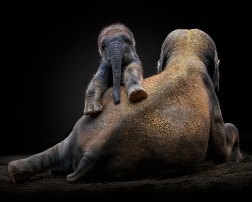 Baby asian elephant on black background studio photo