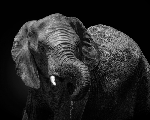 African elephanton black background studio photo
