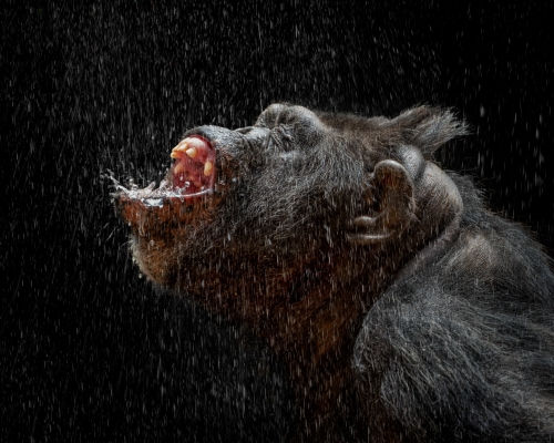 Chimpanzee unader the rain on black background studio photo
