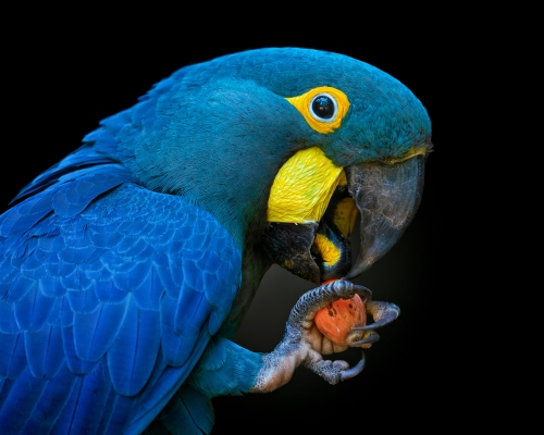 Lear's macaw (Anodorhynchus leari) on black background studio photo