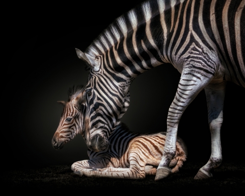 Baby zebras with mother on black background studio photo