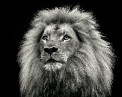 Lion (Panthera leo) on black background studio photo