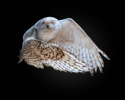 Flying snowy Owl (Bubo scandiacus) on black background studio photo