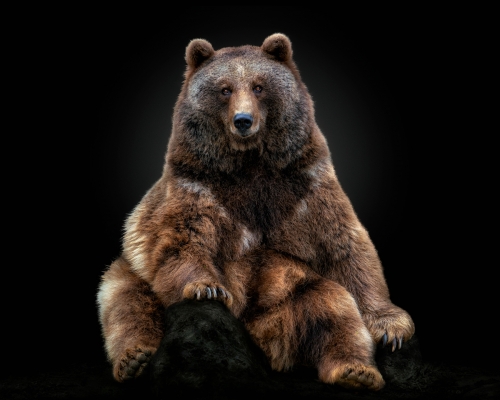 Brown Bear (Ursus arctos) on black background studio photo