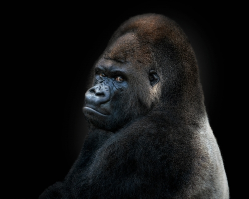 Western lowland gorilla on black background studio photo
