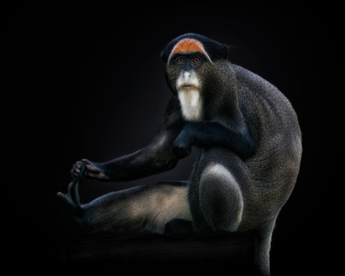 De Brazza's monkey (Cercopithecus neglectus) on black background studio photo
