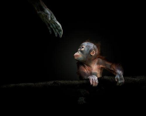 Baby orangutan with mother's helping hand on black background studio photo