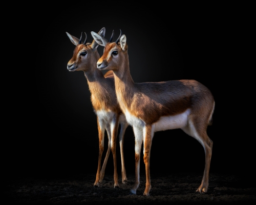 Two young dorcas gazelles on black background studio photo