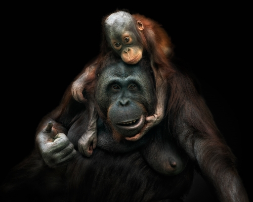 Mother and baby bornean orangutans on black background studio photo