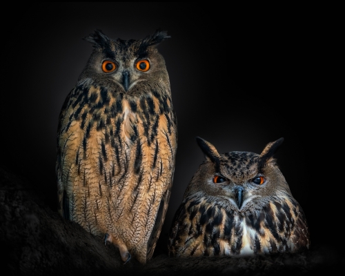 Eagle Owls (Bubo bubo) on black background studio photo