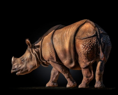 Indian rhinoceros (Rhinoceros unicornis) on black background studio photo