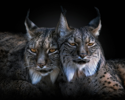 Two iberian lynx (Lynx pardinus) on black background studio photo