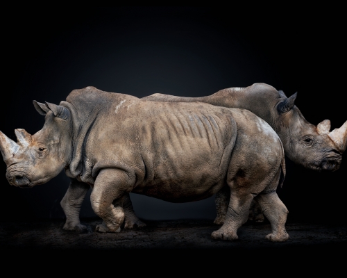 Two white rhinoceros (Ceratotherium simum) on black background studio photo