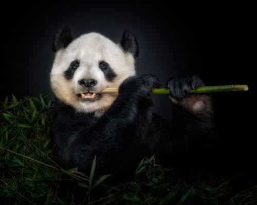 Panda bear (Ailuropoda melanoleuca) on black background studio photo