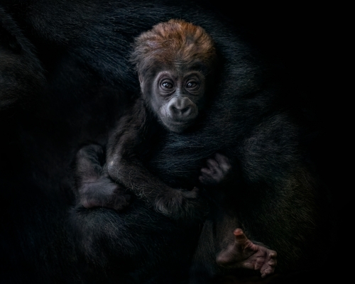 Baby western lowland gorilla on black background studio photo
