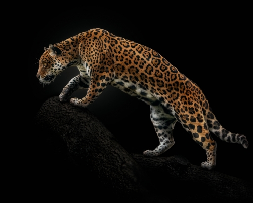 Amazonian Jaguar (Panthera onca) on black background studio photo