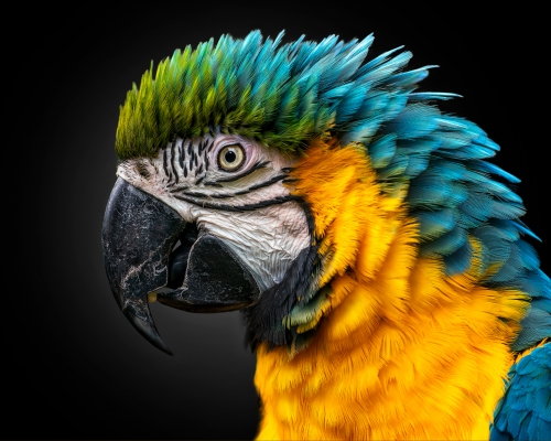 Blue and yellow macaw on black background studio photo