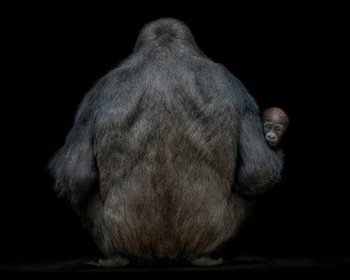 Mother gorilla with baby on black background studio photo