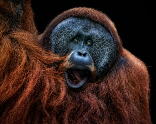 Sumatran orangutan (Pongo abelii) on black background studio photo
