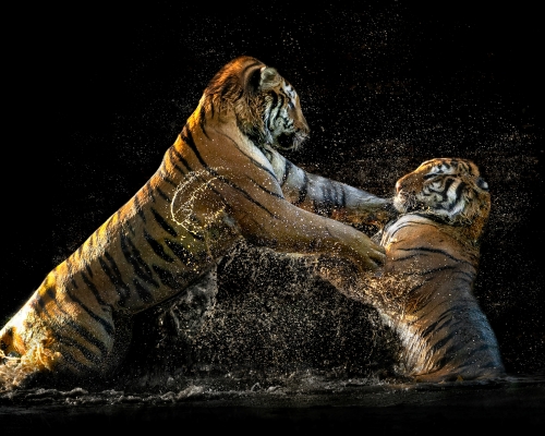 Siberian tigers playing on water on black background studio photo