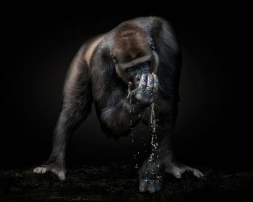 Silverback gorilla drinking water on black background studio photo