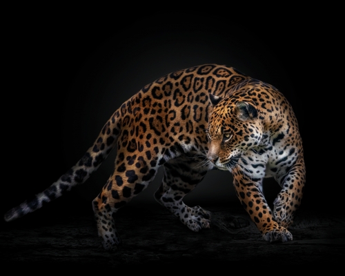 Jaguar (Panthera onca) on black background studio photo