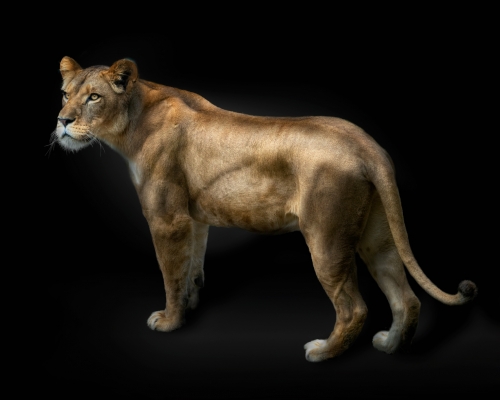Lioness (Panthera leo) on black background studio photo