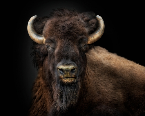 American Bison (Bison bison bison) on black background studio photo