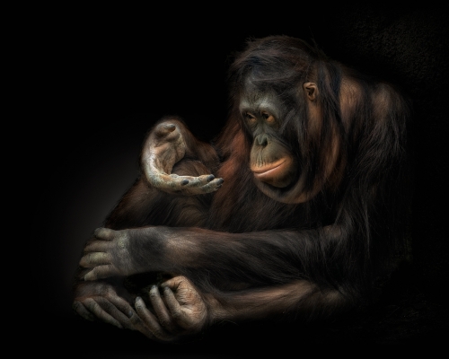 Bornean orangutan (Pongo pygmaeus) on black background studio photo