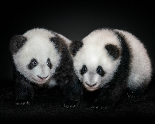 Panda bear babies (Ailuropoda melanoleuca) on black background studio photo
