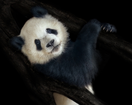 Young panda bear (Ailuropoda melanoleuca) on black background studio photo
