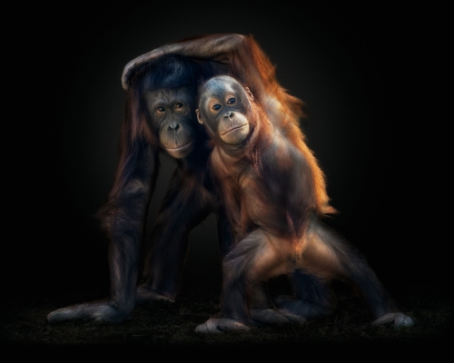 Bornean orangutans (Pongo pygmaeus) on black background studio photo