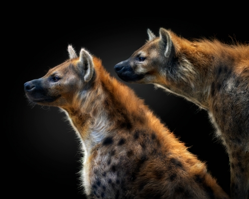 Hyenas (Hyaenidae) on black background studio photo