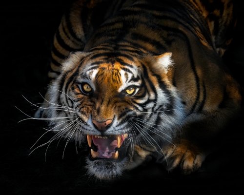 Bengal tiger (Panthera tigris tigris) close-up on black background studio photo