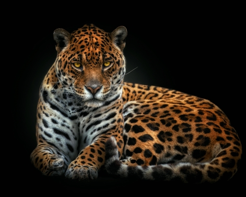 Jaguar (Panthera onca) on black background studio photo