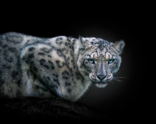 Snow leopard (Panthera uncia) on black background studio photo