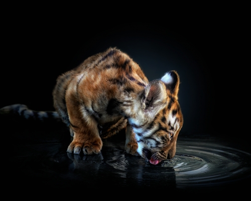 Baby bengal tiger drinking water on black background studio photo