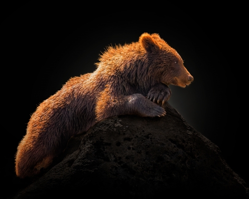 Baby brown bear (Ursus arctos) on black background studio photo