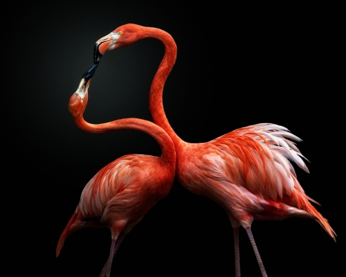American flamingos (Phoenicopterus ruber) on black background studio photo