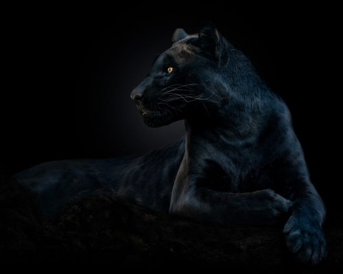 Black jaguar (Panthera onca) on black background studio photo