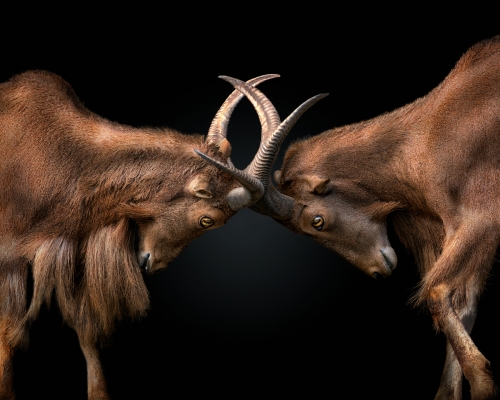 Barbary sheeps (Ammotragus lervia) confronting each other on black background studio photo