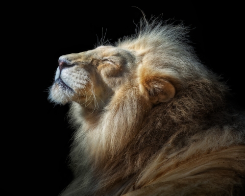 Lion (Panthera leo) sunbathing on black background studio photo
